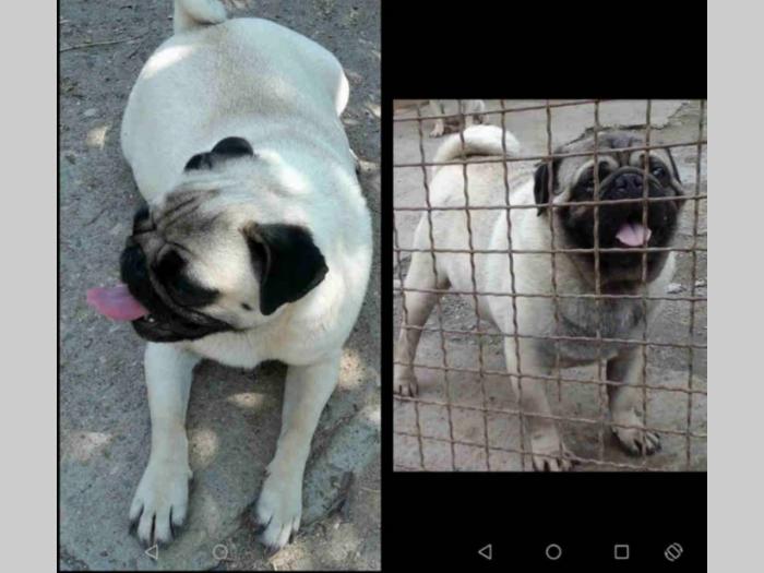 mops šteni besplatni mali oglasi