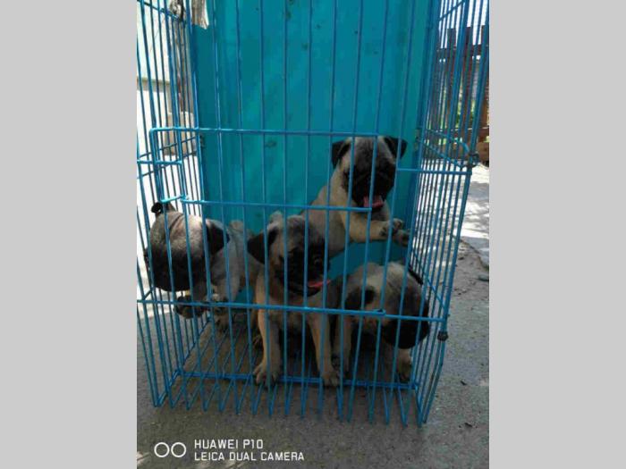 mops šteni besplatni mali oglasi