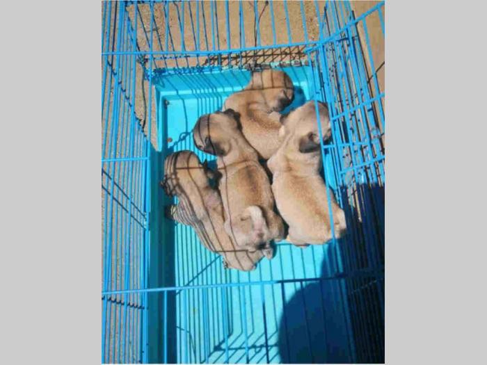 mops šteni besplatni mali oglasi