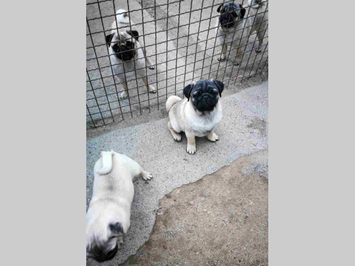 mops šteni besplatni mali oglasi