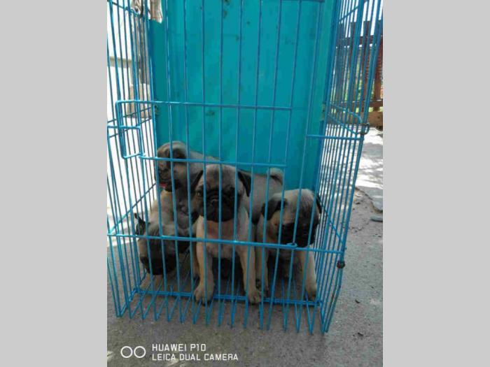 mops šteni besplatni mali oglasi