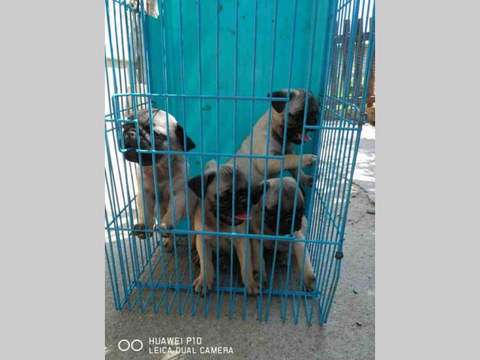 mops šteni besplatni mali oglasi