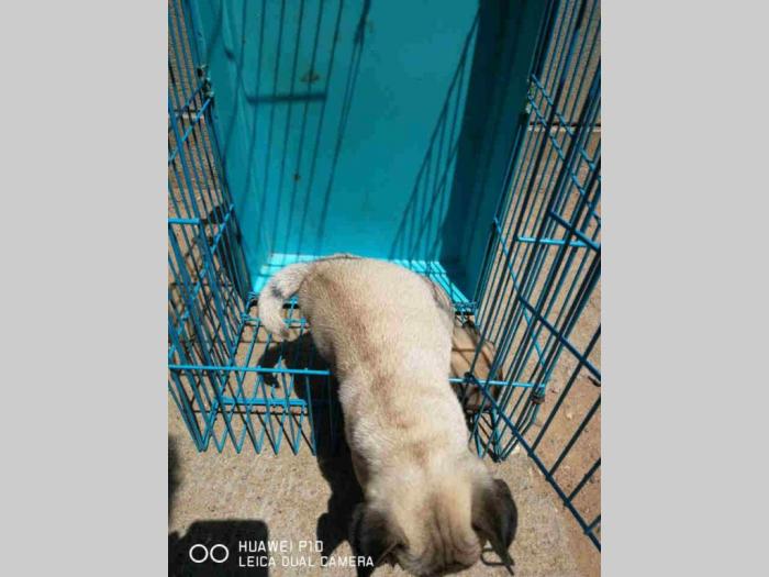 mops šteni besplatni mali oglasi