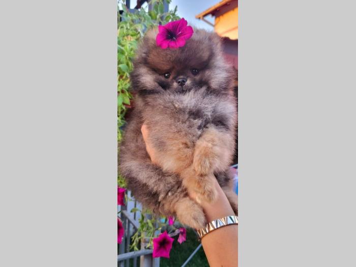 pomeranac boo štenci besplatni mali oglasi