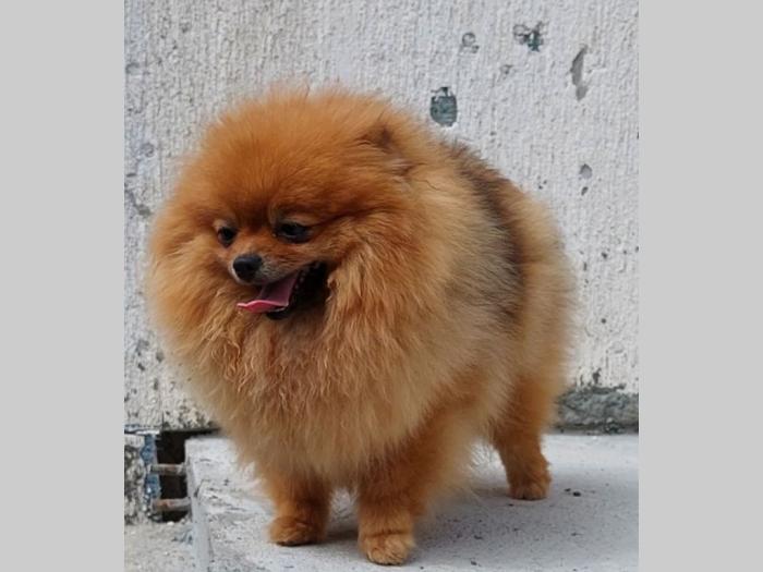 pomeranac boo štenci besplatni mali oglasi