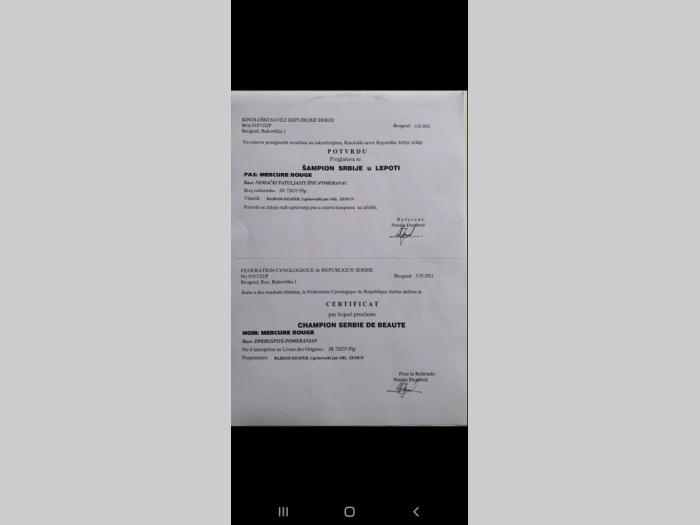 pomeranac boo štenci besplatni mali oglasi