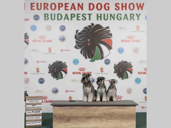 patuljasti šnauceri besplatni mali oglasi