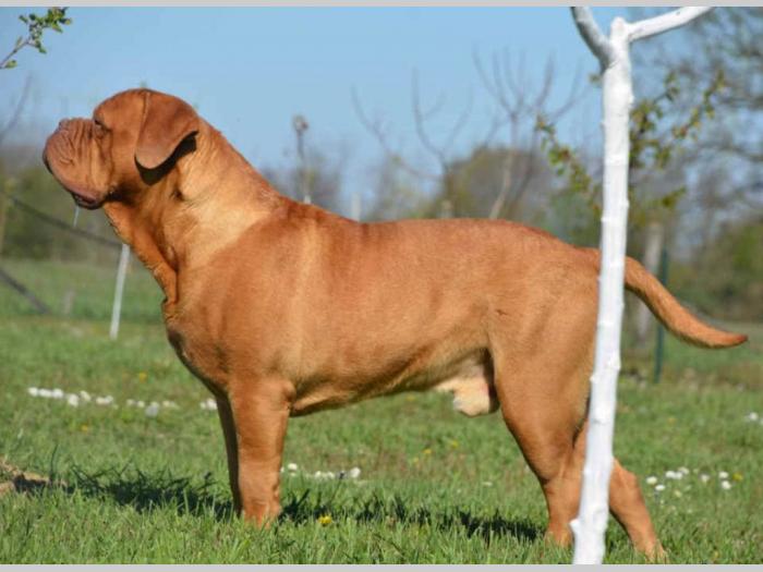 bodroške doge štenci besplatni mali oglasi