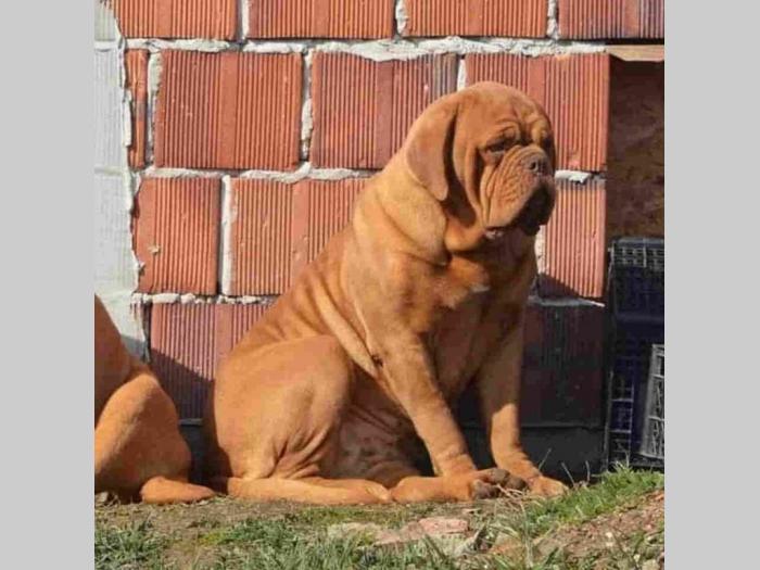 bodroške doge štenci besplatni mali oglasi