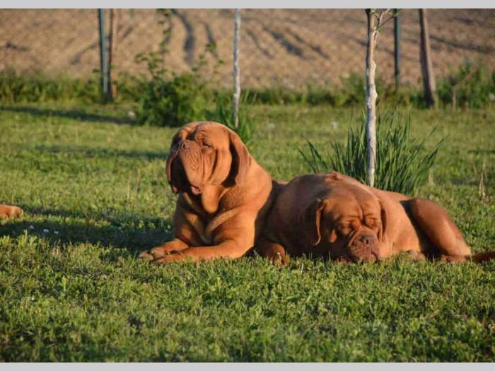 bodroške doge štenci besplatni mali oglasi