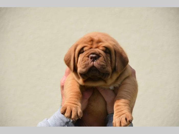 bodroške doge štenci besplatni mali oglasi