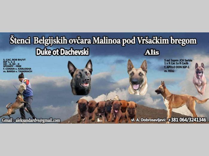 belgijski ovčar štenci besplatni mali oglasi