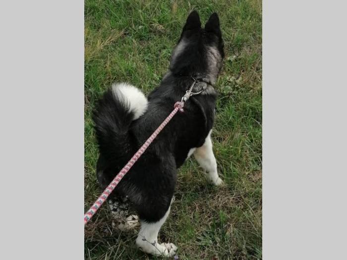 američka akita ženka besplatni mali oglasi