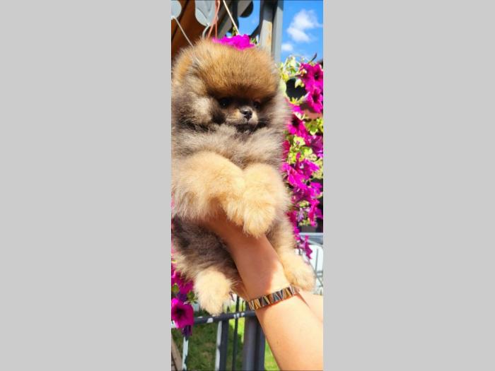 pomeranac boo besplatni mali oglasi