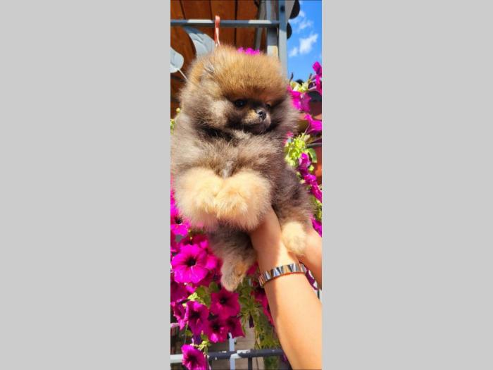 pomeranac boo besplatni mali oglasi