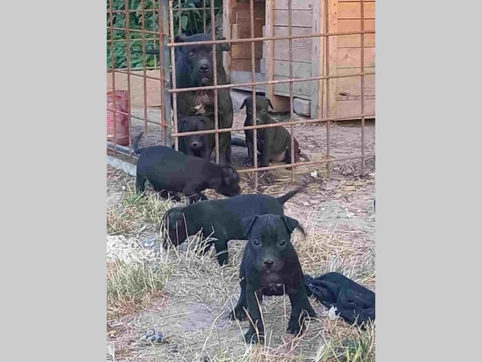 pit bul štenci besplatni mali oglasi
