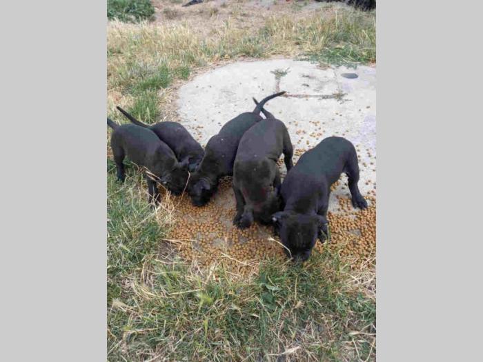 pit bul štenci besplatni mali oglasi