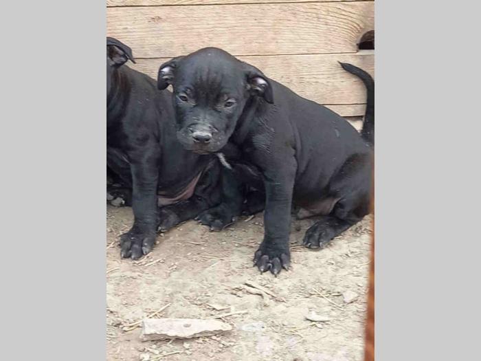 pit bul štenci besplatni mali oglasi
