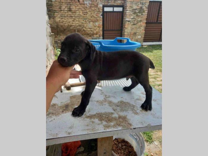 pit bul štenci besplatni mali oglasi