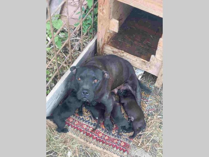 pit bul štenci besplatni mali oglasi