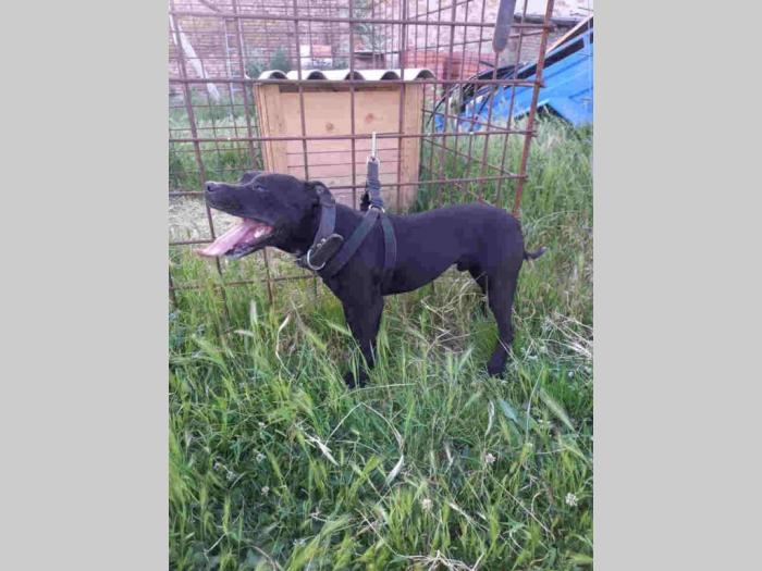 pit bul štenci besplatni mali oglasi