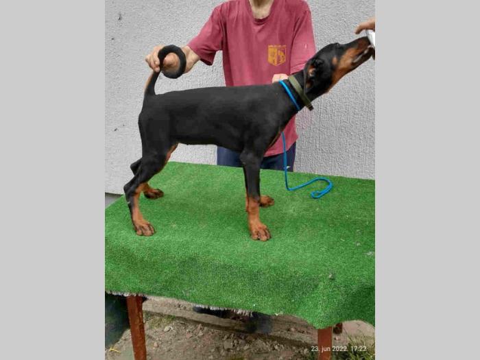 doberman šteanci besplatni mali oglasi
