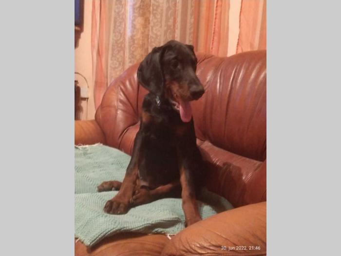 doberman šteanci besplatni mali oglasi