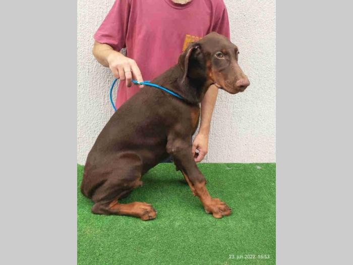 doberman šteanci besplatni mali oglasi