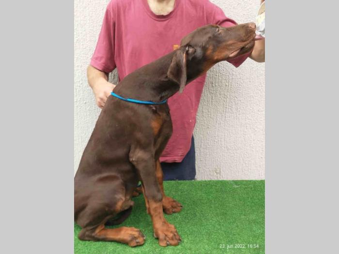 doberman šteanci besplatni mali oglasi