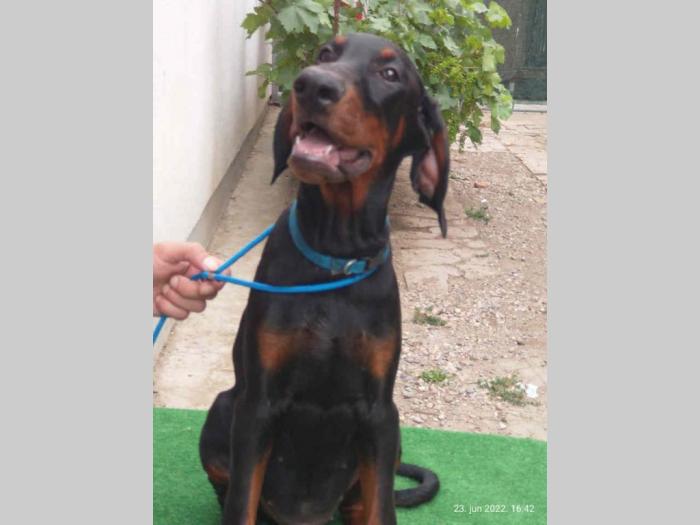 doberman šteanci besplatni mali oglasi