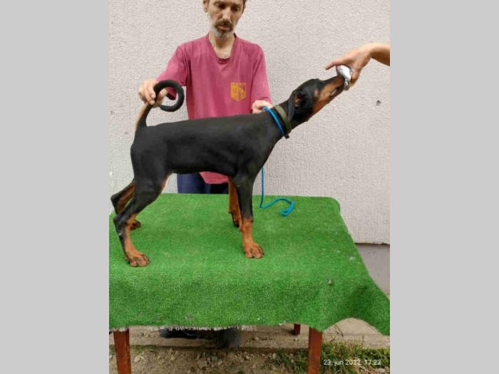 doberman šteanci besplatni mali oglasi