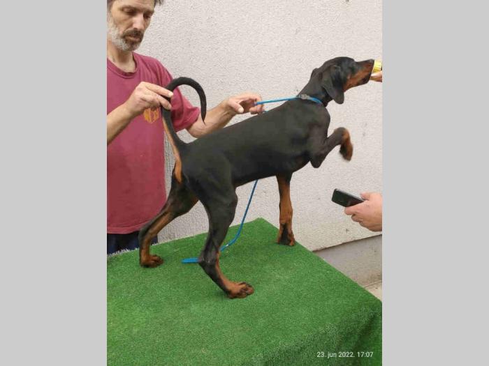doberman šteanci besplatni mali oglasi