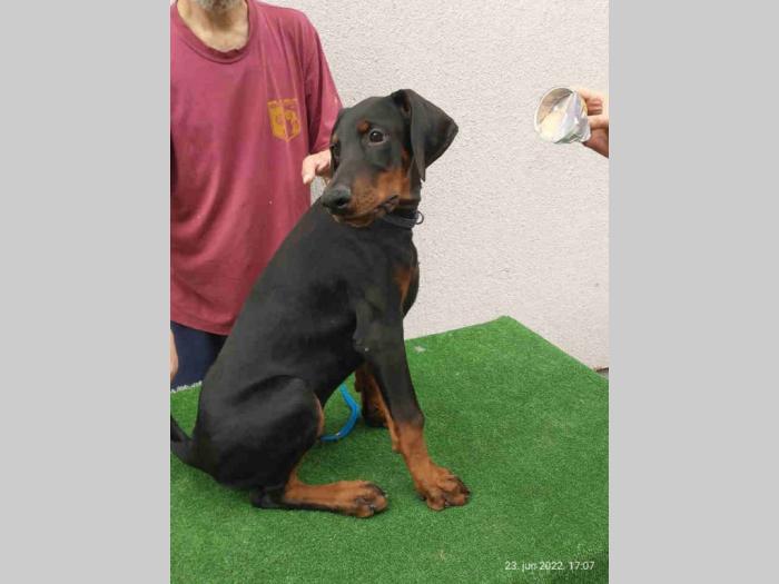 doberman šteanci besplatni mali oglasi