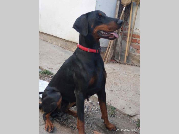 doberman šteanci besplatni mali oglasi