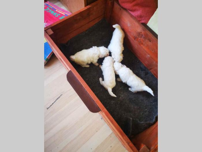 kovrdžavi bišoni štenci besplatni mali oglasi