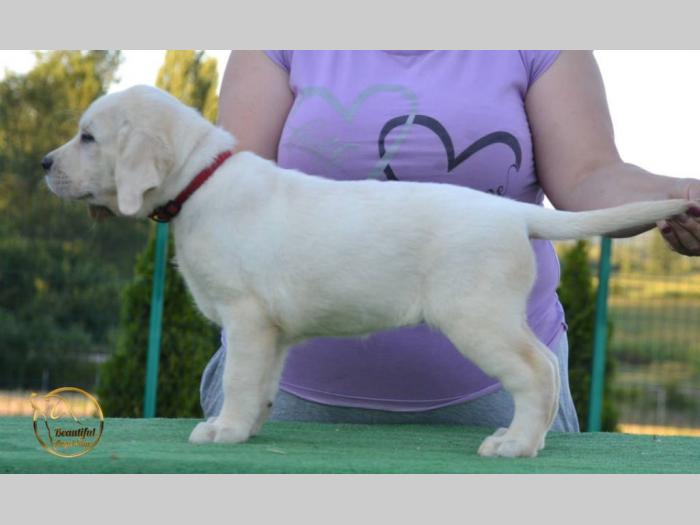 labrador retriver štenci besplatni mali oglasi