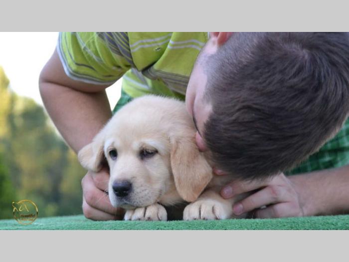 labrador retriver štenci besplatni mali oglasi