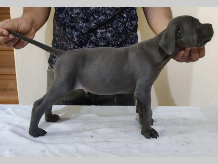 cane corso štenci vrhunskog porekla besplatni mali oglasi