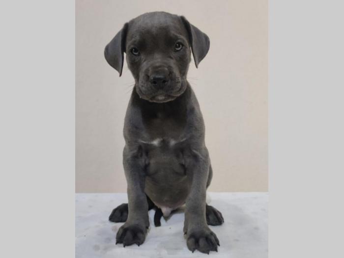 cane corso štenci vrhunskog porekla besplatni mali oglasi