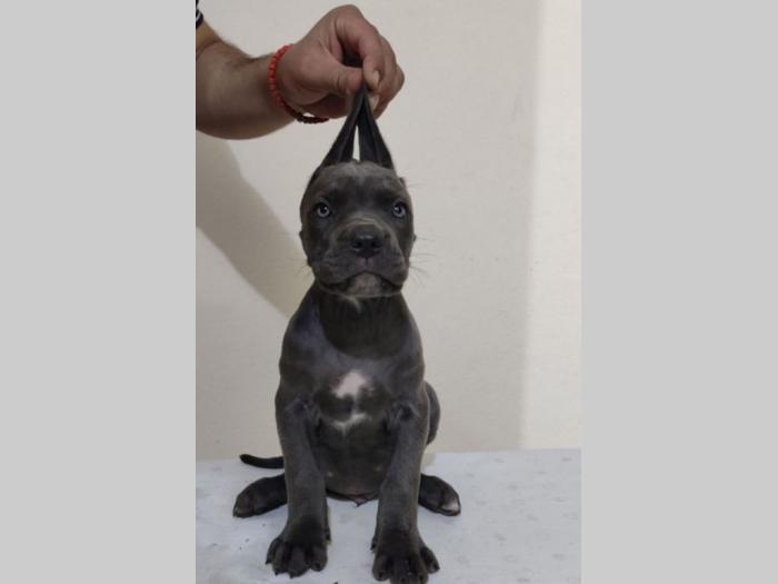 cane corso štenci vrhunskog porekla besplatni mali oglasi
