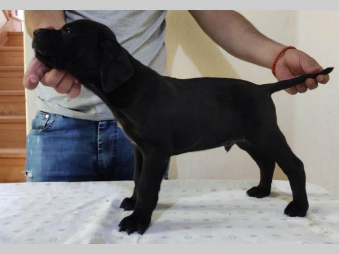 cane corso štenci vrhunskog porekla besplatni mali oglasi