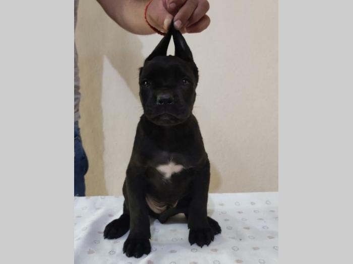 cane corso štenci vrhunskog porekla besplatni mali oglasi