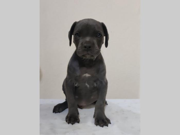 cane corso štenci vrhunskog porekla besplatni mali oglasi