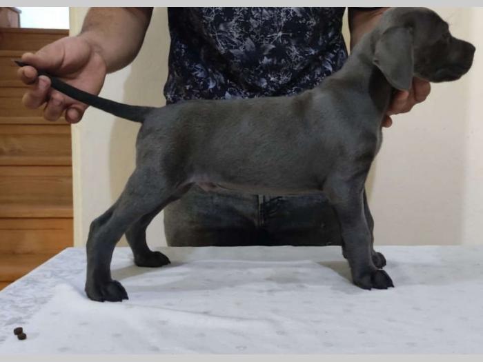 cane corso štenci vrhunskog porekla besplatni mali oglasi