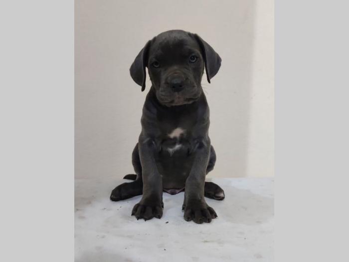 cane corso štenci vrhunskog porekla besplatni mali oglasi
