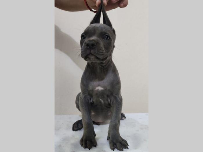 cane corso štenci vrhunskog porekla besplatni mali oglasi
