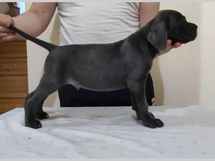 cane corso štenci vrhunskog porekla besplatni mali oglasi