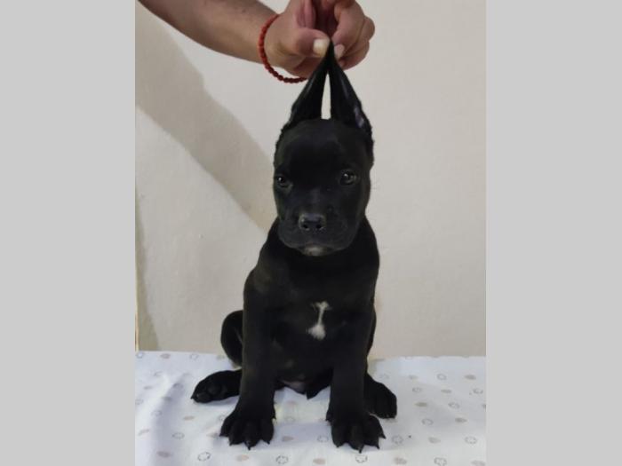 cane corso štenci vrhunskog porekla besplatni mali oglasi