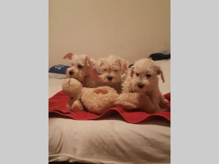 patuljasti šnaucer besplatni mali oglasi