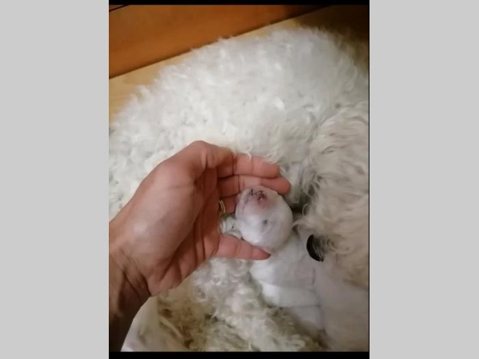 kovrdžavi bišon besplatni mali oglasi